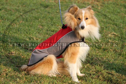 Best Dog Harness for Sheltie