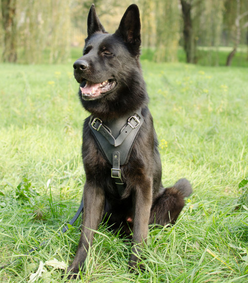 Leather Dog Harness for German Shepherd UK