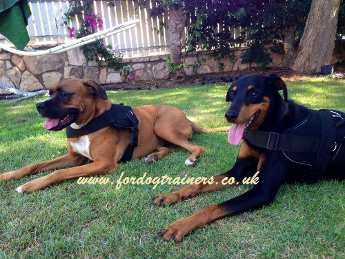 nylon dog harness for boxer