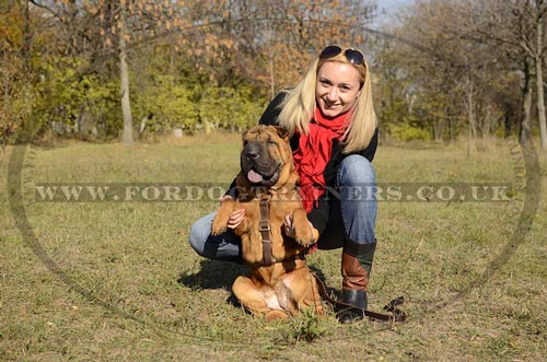 Leather Dog Harness UK