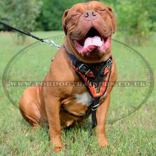 Best New Designer Dog Harness for Large Dog