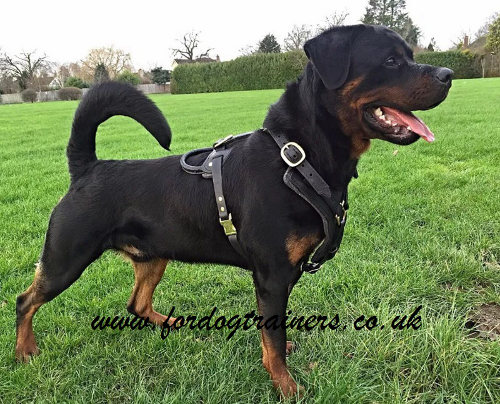 Rottweiler harness UK favourite