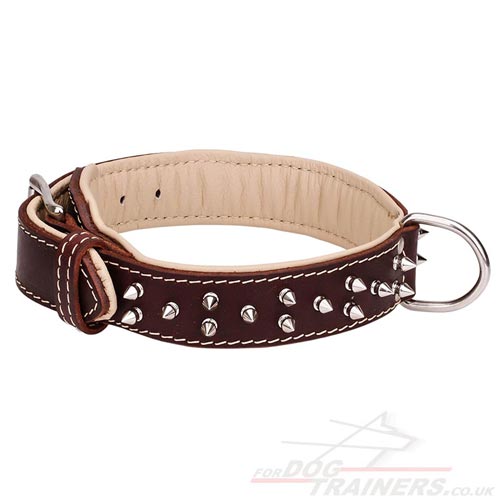 Padded Leather Dog Collar