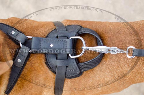 Dogue De Bordeaux Harness UK Bestseller