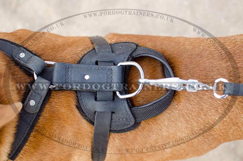 Dogue De Bordeaux Harness UK Bestseller