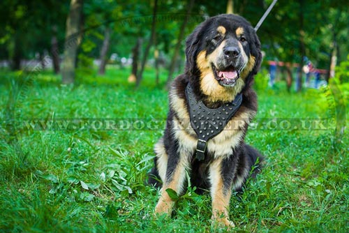 Spiked Dog Harness UK