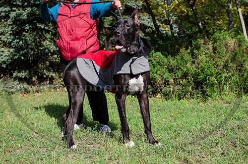 Great Dane Jacket for Sale UK