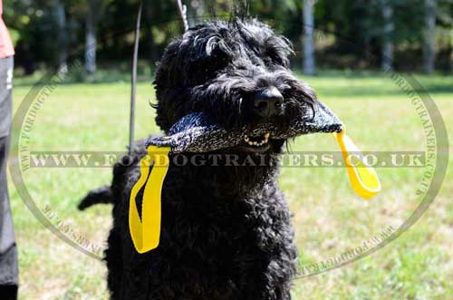 Best dog training equipment