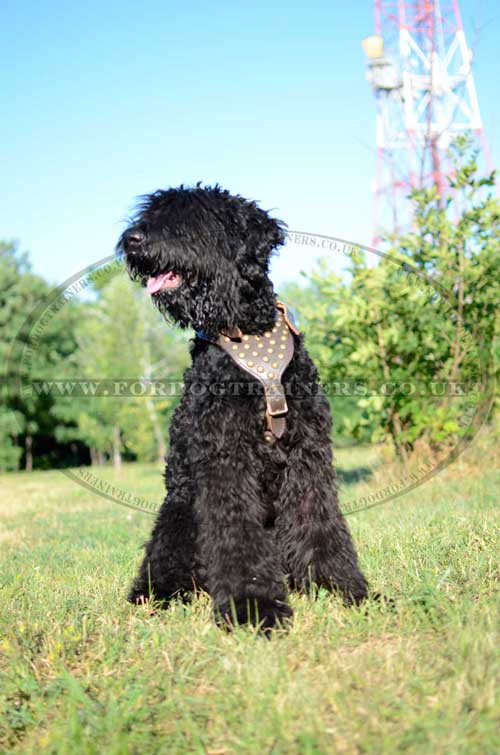 Dog harness for Terrier