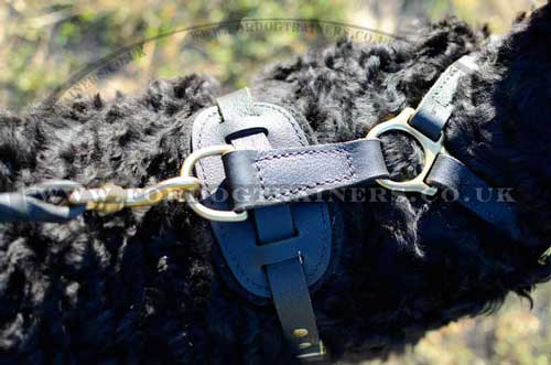 Black Russian Terrier UK harness