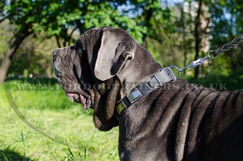 Leather Dog Collar on Blue Neapolitan Mastiff