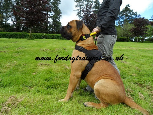 Nylon Dog Collar on Boerboel Mastiff