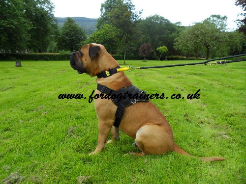 Boerboel harness UK