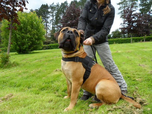 Dog collar with handle for Boerboel