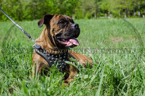 Boxer Dog Body Harness