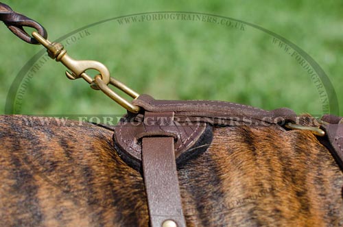 boxer harness UK