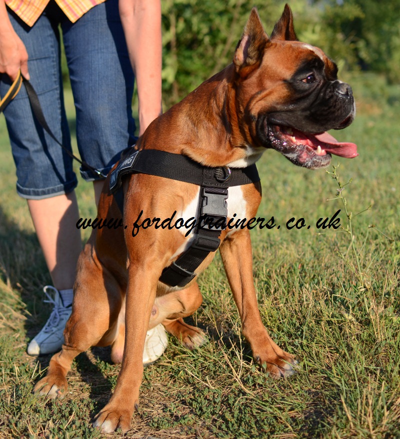 Boxer Harness Nylon UK Non Pull Dog Harness for Boxer