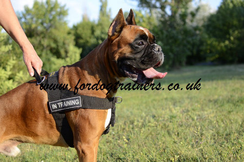 Boxer harness UK
