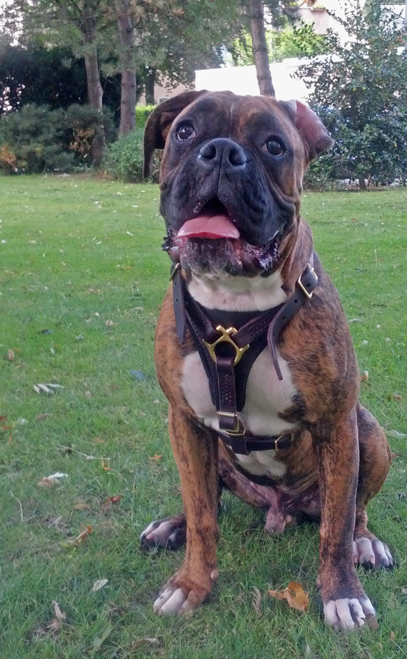 Boxer Harness UK Leather + Brass Leather Dog Harness for