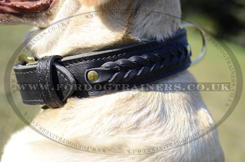 Braided leather dog collar for Labrador