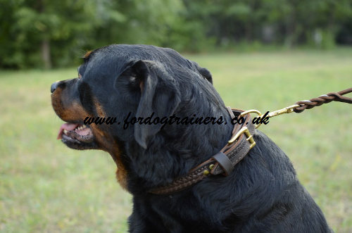 braided leather dog collar for Rottweiler