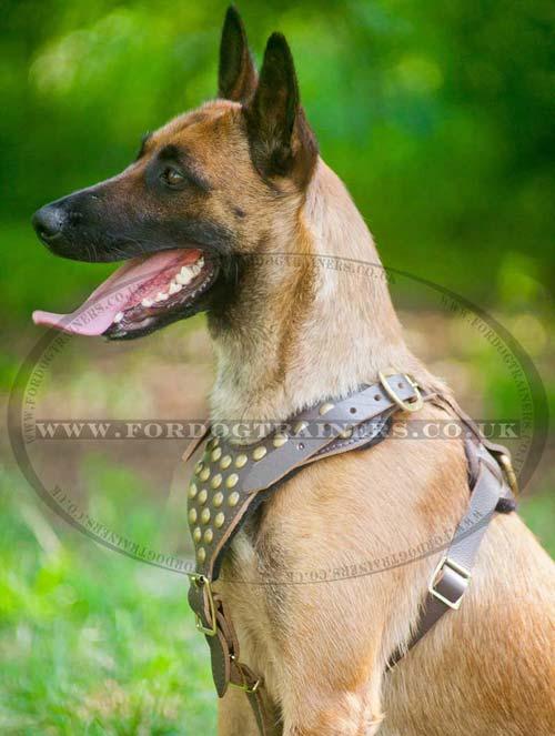 Leather dog chest harness