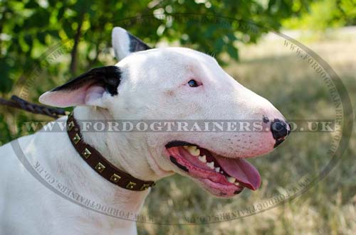 British Bull Terrier Collar