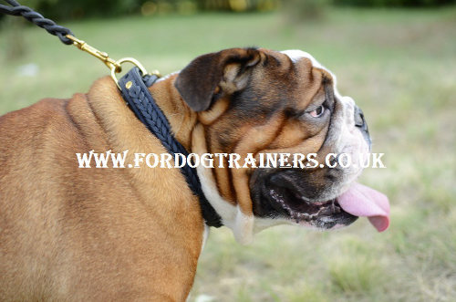 British Bulldog collar UK