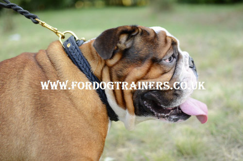British Bulldog collar UK