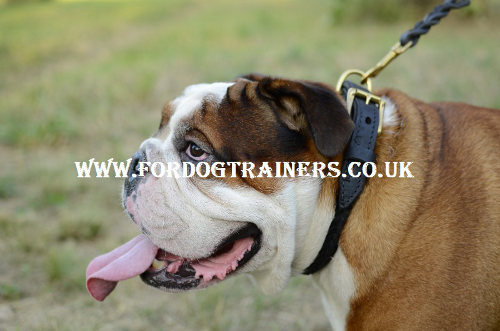 British Bulldog collar UK