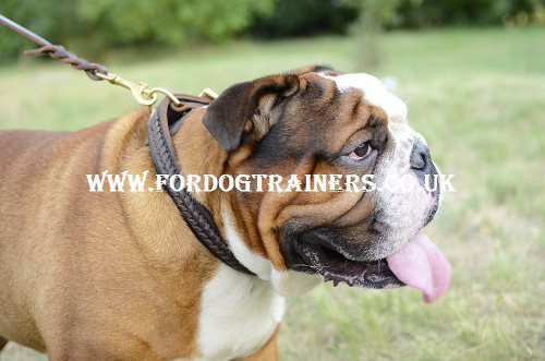 British Bulldog collar UK