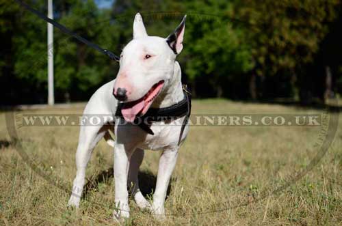 Dog harness for pulling