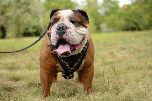 English Bulldog harness