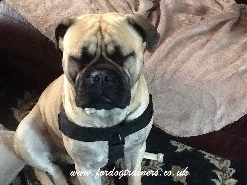 bullmastiff harness