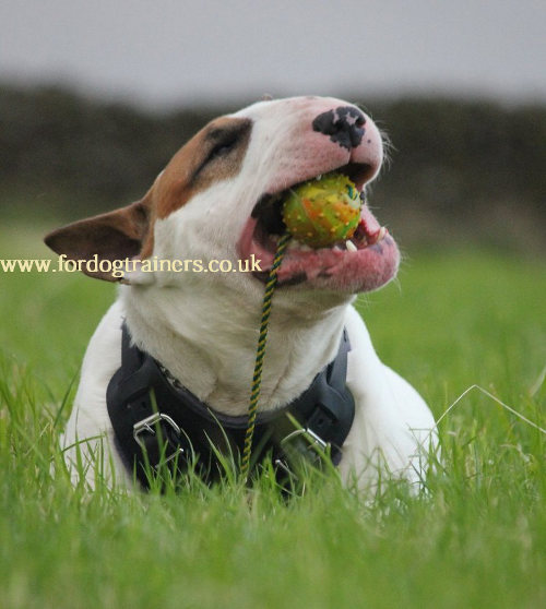 medium leather dog harness for bullterrier