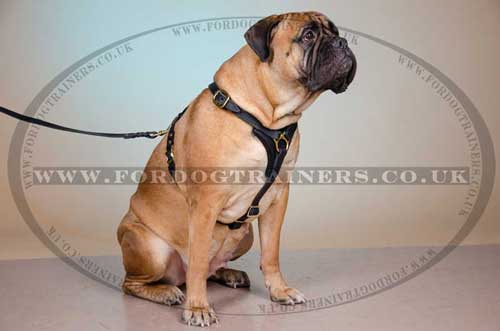 Bullmastiff harness