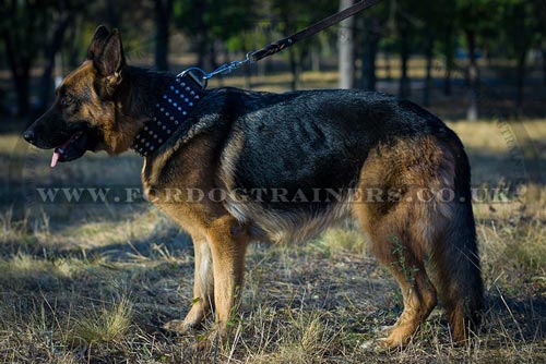 Studded Dog Collar for German Shepherd buy uk