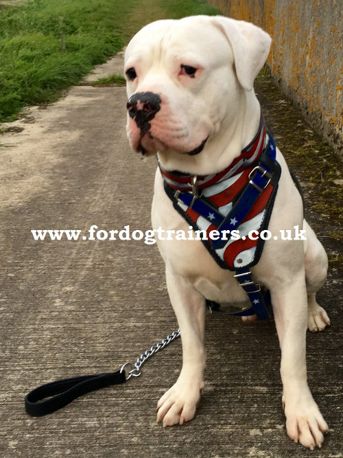 American Bulldog Harness UK