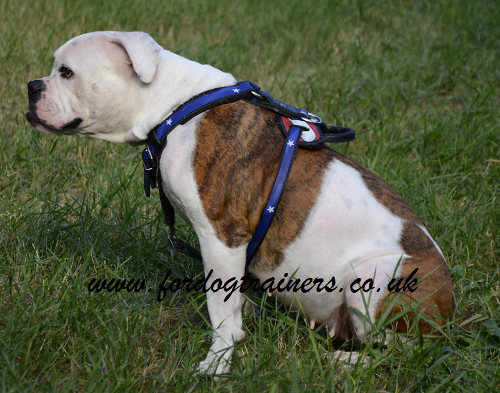 Leather Dog Harness for Large Dogs