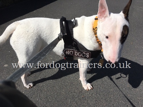 British Bull Terrier Harness UK Bestseller