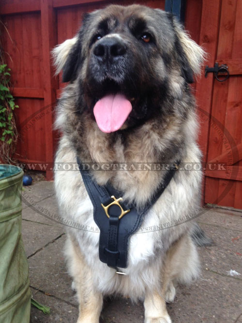 Big Dog Harness Padded