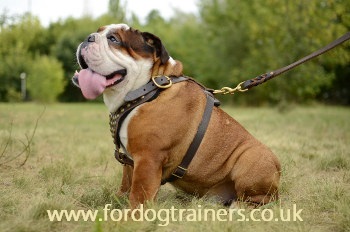 English Bulldog Harness