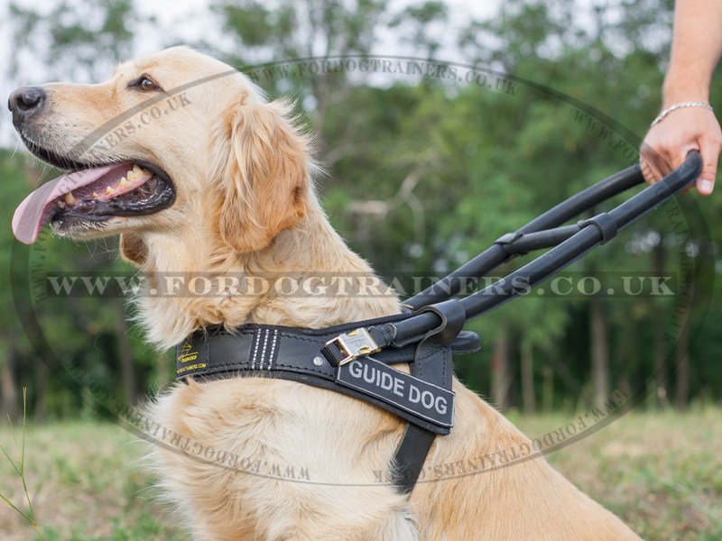 buy-Golden-Retriever-assistance-dog-harn
