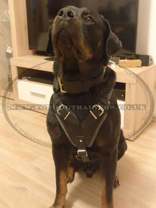 Rottweiler Dog Harness K9