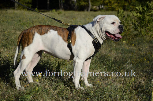 American Bulldog Harness UK