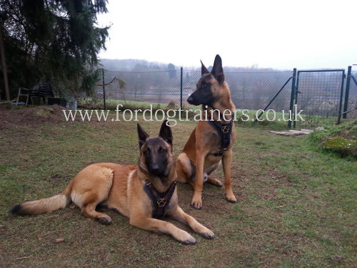 Padded Dog Harness for Belgian Shepherd Malinois