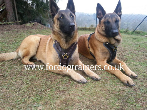 Padded Dog Harness for Belgian Shepherd