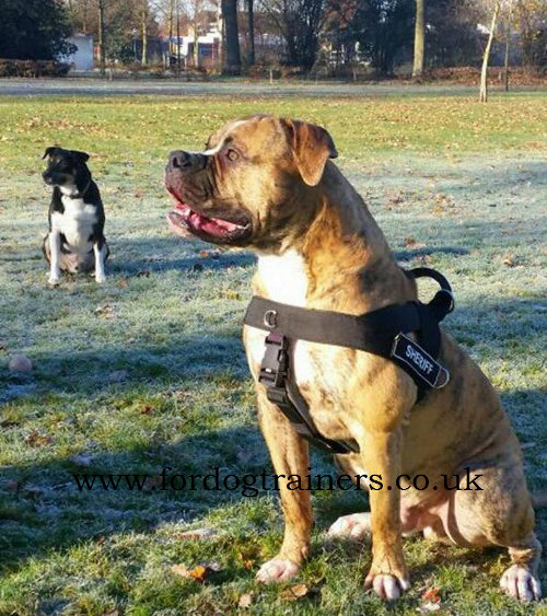 American Bulldog Harness UK Bestseller