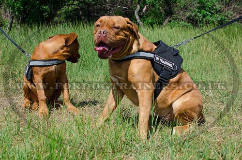 Reflexive dog harness for Dogue De Bordeaux puppies and big dogs