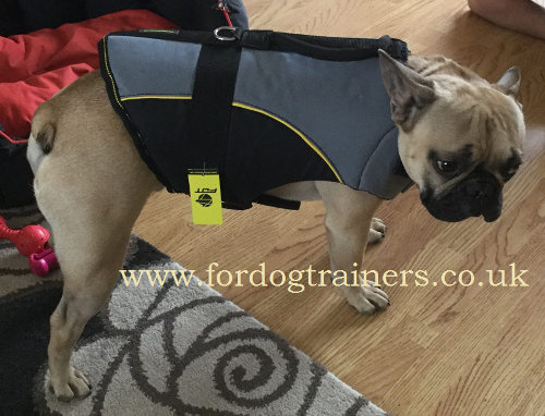 french Bulldog Wear